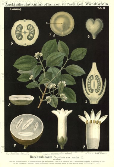 Cultivated plant, walnut tree, Strychnos nux vomica, illustration by Carl Bollmann, reproduction from a model from the 19th century. Authentic, file restored for optimal use, exact date of submission unknown