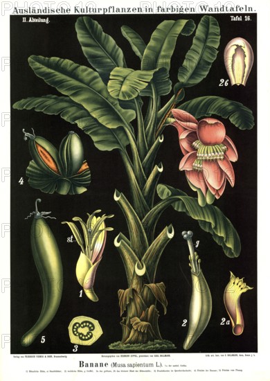 Cultivated plant, banana, Musa sapientum, illustration by Carl Bollmann, reproduction from a model from the 19th century. Authentic, file restored for optimal use, exact date of submission unknown