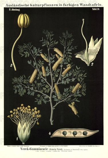 Cultivated plant, Verek Gummiacacia, Acacia verek, illustration by Carl Bollmann, reproduction from a model from the 19th century. Authentic, file restored for optimal use, exact date of submission unknown