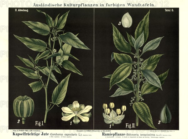 Cultivated plant, capsule fruit jute, Corchoris capsularis and ramie, Boehmeria tenacissima, illustration by Carl Bollmann, reproduction from a 19th century model. Authentic, file restored for optimal use, exact date of submission unknown