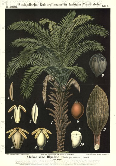 Cultivated plant, African oil palm, Elaeis guineensis, illustration by Carl Bollmann, reproduction from a 19th century model. Authentic, file restored for optimal use, exact date of submission unknown