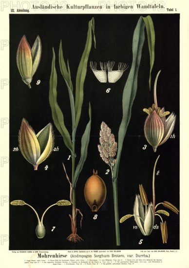Cultivated plant, black millet, Andropogon sorghum brotero, illustration by Carl Bollmann, reproduction from a model from the 19th century. Authentic, file restored for optimal use, exact date of submission unknown