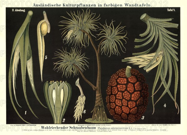 Cultivated plant, fragrant screw tree, Pandanus odoratissimus, illustration by Carl Bollmann, reproduction from a 19th century model. Authentic, file restored for optimal use, exact date of submission unknown