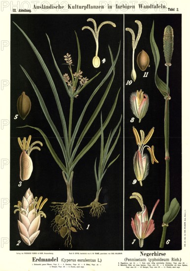 Cultivated plant, earth almond, Cyperus esculentus and black millet, Pennisetum typhoideum, illustration by Carl Bollmann, reproduction from a model from the 19th century. Authentic, file restored for optimal use, exact date of submission unknown
