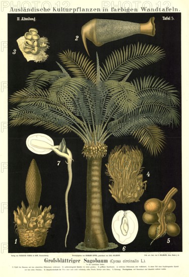 Cultivated plant, large-leaf sago tree, Cycas circinalis, illustration by Carl Bollmann, reproduction from a model from the 19th century. Authentic, file restored for optimal use, exact date of submission unknown