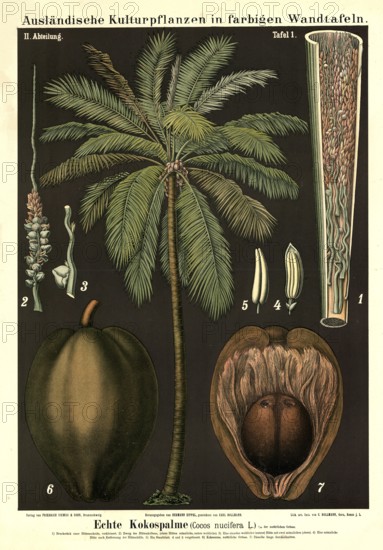 Cultivated plant, coconut tree, cocus nucifera, illustration by Carl Bollmann, reproduction from a 19th century model. Authentic, file restored for optimal use, exact date of submission unknown
