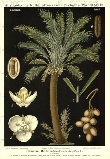 Cultivated plant, date palm, phoenix dactylifera, illustration by Carl Bollmann, reproduction from a 19th century model. Authentic, file restored for optimal use, exact date of submission unknown