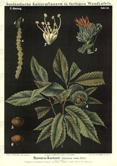 Cultivated plant, chestnut, Castanea vesca, illustration by Carl Bollmann, reproduction from a model from the 19th century. Authentic, file restored for optimal use, exact date of submission unknown