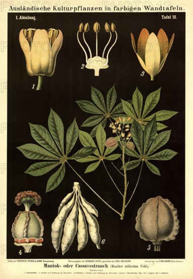 Cultivated plant, cassava or cassave plant, manihot utilissima, illustration by Carl Bollmann, reproduction from a 19th century model. Authentic, file restored for optimal use, exact date of submission unknown