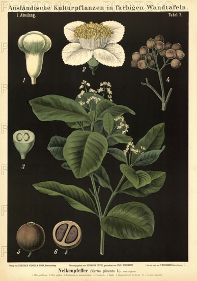 Cultivated plant, clove pepper, allspice, myrtus pimenta, illustration by Carl Bollmann, reproduction from a 19th century model. Authentic, file restored for optimal use, exact date of submission unknown