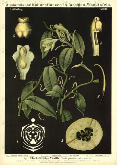 Cultivated plant, vanilla, vanilla planifolia, illustration by Carl Bollmann, reproduction from a model from the 19th century. Authentic, file restored for optimal use, exact date of submission unknown
