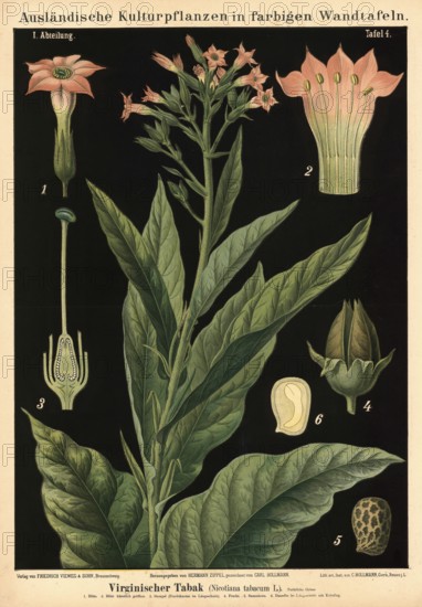 Cultivated plant, virgin tobacco, Nicotiana tabacum, illustration by Carl Bollmann, reproduction from a model from the 19th century. Authentic, file restored for optimal use, exact date of submission unknown