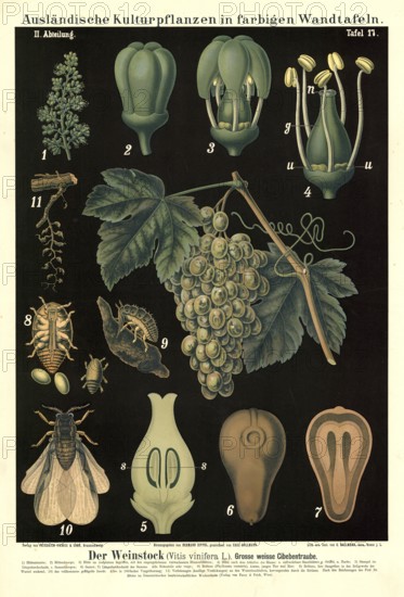 Cultivated plant, vine, white cibeb, Vitis vinifera, illustration by Carl Bollmann, reproduction from a 19th century model. Authentic, file restored for optimal use, exact date of submission unknown