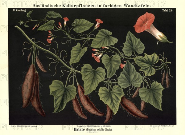 Cultivated plant, sweet potato, batata edulis, illustration by Carl Bollmann, reproduction from a model from the 19th century. Authentic, file restored for optimal use, exact date of submission unknown