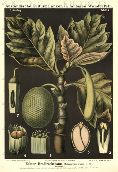 Cultivated plant, breadfruit tree, Artocarpus incisa, illustration by Carl Bollmann, reproduction from a model from the 19th century. Authentic, file restored for optimal use, exact date of submission unknown