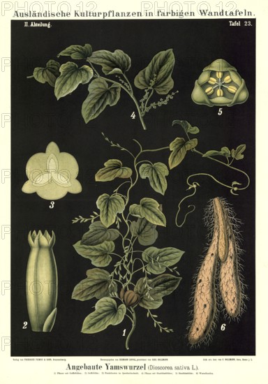 Cultivated plant, yam, Dioscorea sativa, illustration by Carl Bollmann, reproduction from a model from the 19th century. Authentic, file restored for optimal use, exact date of submission unknown