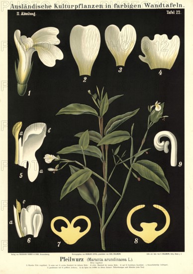 Cultivated plant, arrowroot, arundinacea, illustration by Carl Bollmann, reproduction from a model from the 19th century. Authentic, file restored for optimal use, exact date of submission unknown