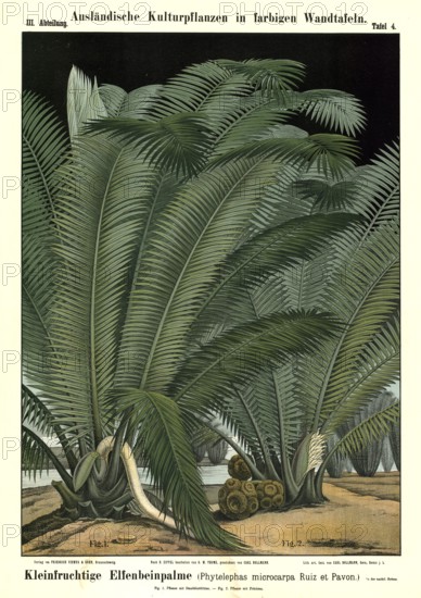 Cultivated plant, small-fruited ivory palm, Phyelephas microcarpa, illustration by Carl Bollmann, reproduction from a model from the 19th century. Authentic, file restored for optimal use, exact date of submission unknown