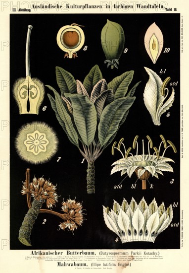 Cultivated plant, African butter tree, Butyrospermum parkii kotschy and mahwa tree, Illipe latifoilia, illustration by Carl Bollmann, reproduction from a 19th century model. Authentic, file restored for optimal use, exact date of submission unknown