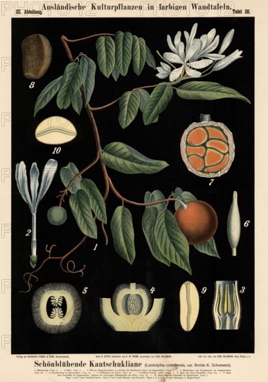 Cultivated plant, beautiful rubber liana, Landolphia comorensis, illustration by Carl Bollmann, reproduction from a model from the 19th century. Authentic, file restored for optimal use, exact date of submission unknown