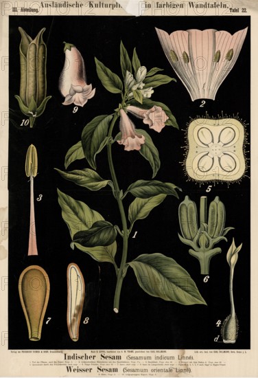 Cultivated plant, Indian sesame, sesamum indicum and white sesame, sesamum orientale, illustration by Carl Bollmann, reproduction from a model from the 19th century. Authentic, file restored for optimal use, exact date of submission unknown
