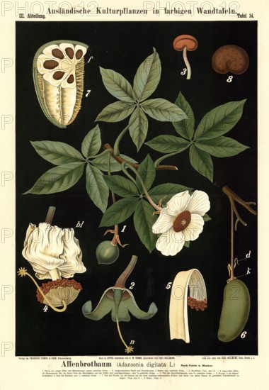 Cultivated plant, baobab tree, Adansonia digitata, illustration by Carl Bollmann, reproduction from a 19th century model. Authentic, file restored for optimal use, exact date of submission unknown