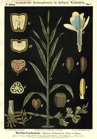 Cultivated plant, Malobar cardamone, cardamom, Elettaria cardamomum, illustration by Carl Bollmann, reproduction from a 19th century model. Authentic, file restored for optimal use, exact date of submission unknown