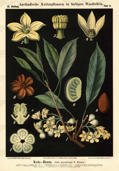 Cultivated plant, kola tree, cola acuminata, illustration by Carl Bollmann, reproduction from a model from the 19th century. Authentic, file restored for optimal use, exact date of submission unknown