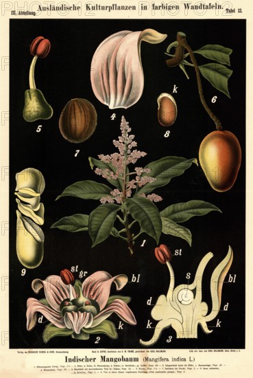 Cultivated plant, Indian mango tree, Mangifera indica, illustration by Carl Bollmann, reproduction from a model from the 19th century. Authentic, file restored for optimal use, exact date of submission unknown