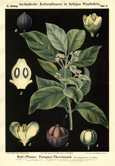 Cultivated plant, mate, Paraguayan tea plant, Ilex paraguariensis, illustration by Carl Bollmann, reproduction from a 19th century model. Authentic, file restored for optimal use, exact date of submission unknown