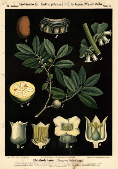 Cultivated plant, ebony tree, Diospyros dalechamps, illustration by Carl Bollmann, reproduction from a model from the 19th century. Authentic, file restored for optimal use, exact date of submission unknown