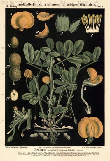 Cultivated plant, peanut, Arachis hypogaea, illustration by Carl Bollmann, reproduction from a model from the 19th century. Authentic, file restored for optimal use, exact date of submission unknown