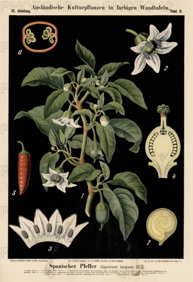 Cultivated plant, Spanish pepper, Capsicum longum, illustration by Carl Bollmann, reproduction from a 19th century model. Authentic, file restored for optimal use, exact date of submission unknown