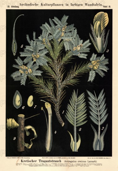 Cultivated plant, Cretan stretcher, Astragalus creticus, illustration by Carl Bollmann, reproduction from a 19th century model. Authentic, file restored for optimal use, exact date of submission unknown