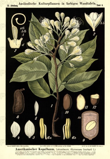 Cultivated plant, American copal tree, Locust tree, Hymenaea courbaril, illustration by Carl Bollmann, reproduction from a model from the 19th century. Authentic, file restored for optimal use, exact date of submission unknown
