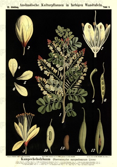 Cultivated plant, campecheanum tree, hematoxylon campecheanum, illustration by Carl Bollmann, reproduction from a model from the 19th century. Authentic, file restored for optimal use, exact date of submission unknown