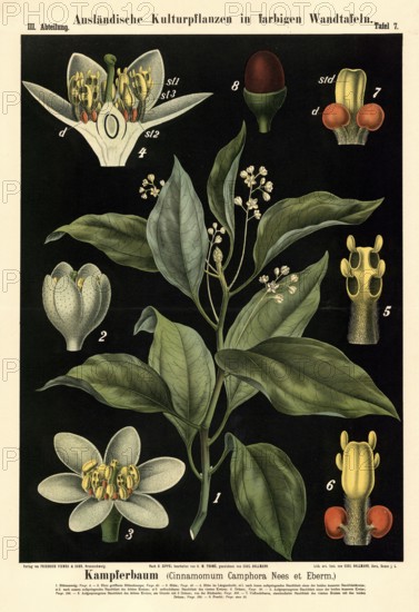 Cultivated plant, camphor tree, Cinnamomum camphora, illustration by Carl Bollmann, reproduction from a 19th century model. Authentic, file restored for optimal use, exact date of submission unknown