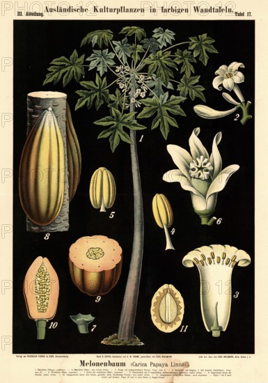 Cultivated plant, melon tree, Carica papaya, illustration by Carl Bollmann, reproduction from a model from the 19th century. Authentic, file restored for optimal use, exact date of submission unknown