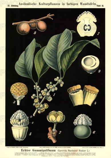 Cultivated plant, real gummy tree, Garcinia hanbury, illustration by Carl Bollmann, reproduction from a 19th century model. Authentic, file restored for optimal use, exact date of submission unknown
