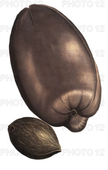 Maldives palm fruit, Maldivian fructus palm, palma indica, coccus major, illustration, reproduction from a 19th century model. Authentic, file restored for optimal use, exact date of submission unknown