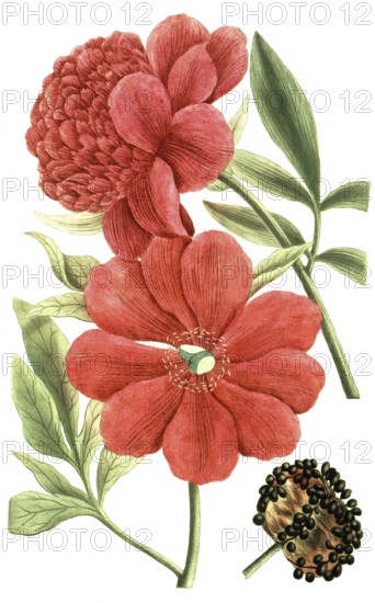 Peony variant, Paeonia major flore rubro simplex, Paeonia flore pleno rubro major, illustration, reproduction from a 19th century model. Authentic, file restored for optimal use, exact date of submission unknown