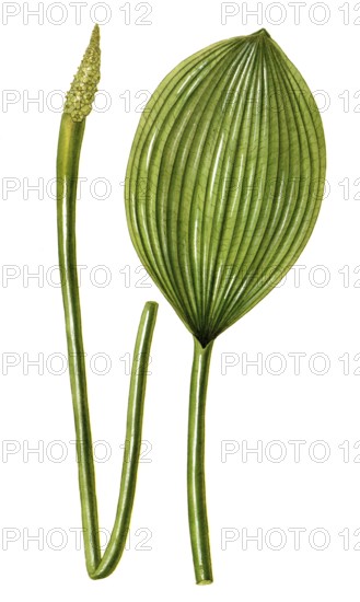 Gold club, Orontium aquaticum, illustration, reproduction from a 19th century model. Authentic, file restored for optimal use, exact date of submission unknown