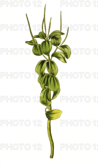 Peperomia polystachya, raindrop peperomia or ornamental pepper, illustration, reproduction from a 19th century model. Authentic, file restored for optimal use, exact date of submission unknown