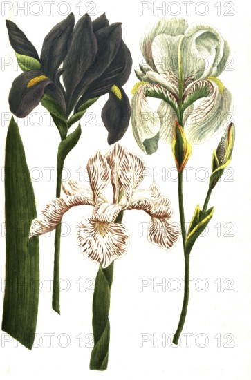 Iris coerulea, Iris latifolia candida, Iris dalmatia major (from left to right), iris, a genus of plants in the subfamily Iridoideae in the iris family, illustration, reproduction from a 19th century model. Authentic, file restored for optimal use, exact date of submission unknown