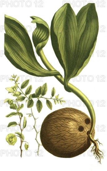 Paliurus folius jujubinis (left), Christthorn, Paliurus folius jujubinis seu Spina Christi (center), coconut palm or coconut palm, Cocos nucifera, Palma indica nucifera (right), illustration, reproduction from a 19th century model. Authentic, file restored for optimal use, exact date of submission unknown