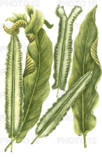 Deertongue fern, lingua cervina, illustration, reproduction from a 19th century model. Authentic, file restored for optimal use, exact date of submission unknown