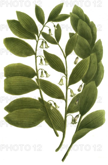 Sybillum salomonis, thistle species, illustration, reproduction from a 19th century model. Authentic, file restored for optimal use, exact date of submission unknown