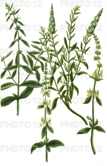 Sideritis alpina, hirsuta, vulgaris, Syrian herb, illustration, reproduction from a model from the 19th century. Authentic, file restored for optimal use, exact date of submission unknown