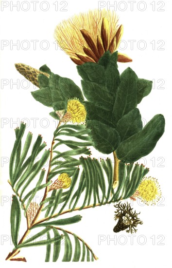 A. scolymocephalus seu Conocarpodendron folio angustos, b. scolymocephalus foliis subrotundis glabris, illustration, reproduction from a 19th-century model. Authentic, file restored for optimal use, exact date of submission unknown