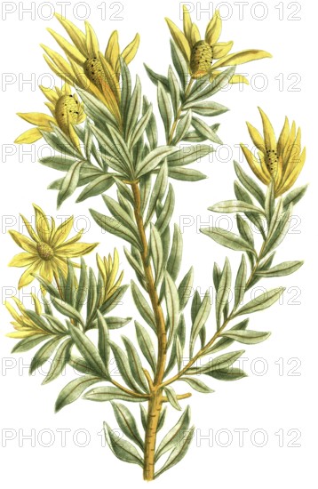 Protea scolymocephala, also known as thistle protea or thistle sugar bush, is a flowering plant of the genus Protea native to South Africa, illustration, reproduction from a model from the 19th century. Authentic, file restored for optimal use, exact date of submission unknown